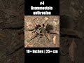 biggest spiders in the world shorts