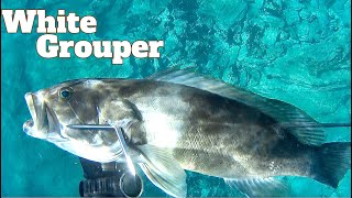 Ψαροντούφεκο Σφυρίδες ~ Spearfishing White Groupers ~ Spearfishing Stories #11 🌊