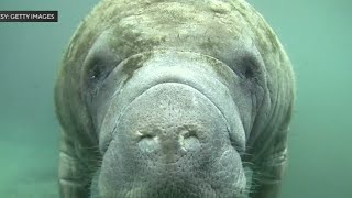 Miami International Boat Show spotters help keep manatees safe