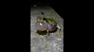 カエルの歌を歌うカエルが発見された