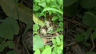 How big are the Titodi laying their eggs in the grass 😱@BirdsLife03 #birds #titodi #eggs #shorts