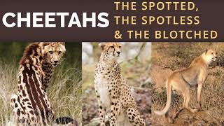 The Spotted, the Spotless and the Blotched