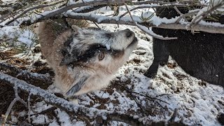 ⚡ Lightning Goats ⚡ Live Goat Feeder