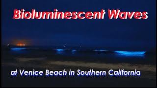 Unbelievable amazing Bioluminescent waves light up Venice Beach in Southern California (梦幻蓝色荧光海浪)