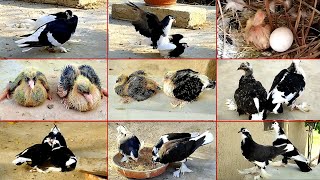 BLACK \u0026 WHITE PIGEONS BREEDING PROGRESS ❤️ || PIGEON BABY GROWTH VIDEO  || DAY 1 TO DAY 28