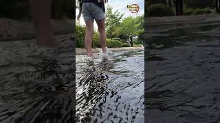 こどもの森公園　水遊び#shorts