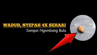 Sehari Nyepah 4x, Ngembang Bulu || Bengkel Murai Batu