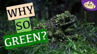 5 Facts About Mossy Frogs | Vietnamese Mossy Frog Facts \u0026 Care | Weird \u0026 Wonderful Animals