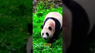 Panda Fubao is open in the rain during summer❤️ #panda #cute #animals #funny #fubao #cutepanda