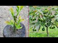 Avocado Growing Fast With Natural Aloe Vera | Best Method Grafting Avocado Tree