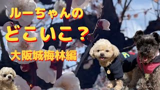 ルーちゃんのどこいこ！大阪城梅林編 【関西弁でしゃべる犬】#389 Luke's Today's Osaka Castle Plum Grove Edition 【Dog talking 】#梅