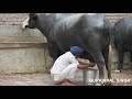 hand milking of champion nili ravi buffalo from punjab