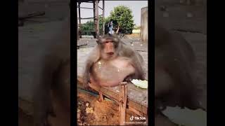 Gyat Monke Obese #monkey #sigma #rizz #ohio #skibidi #skibiditoilet #monkeys #animals #animal #memes