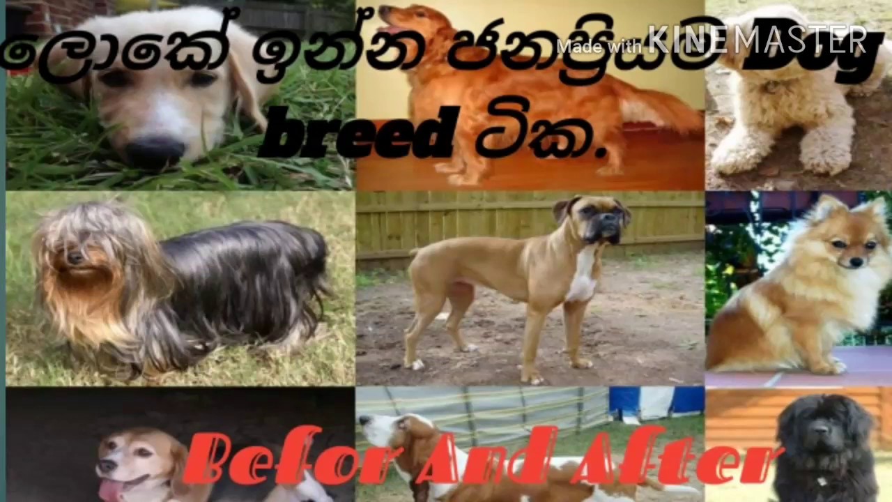 Dog Breeds Youtube