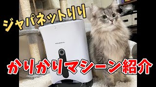 【ジャパネットりり】かりかりマシーンSP紹介します！ ノルウェージャンフォレストキャット