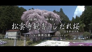 福島の一本桜より　～白河市　松雲寺のしだれ桜～