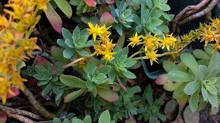 Sedum Palmeri