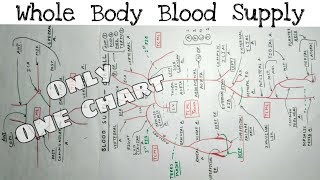 Whole Body Blood Supply - 1/2 | Upper limb, Lower limb, Thorax, Abdomen, Head and Neck Artery