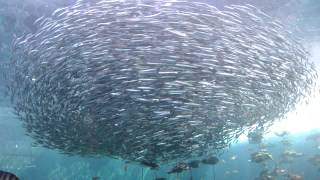 イワシの大群泳 姫路市立水族館