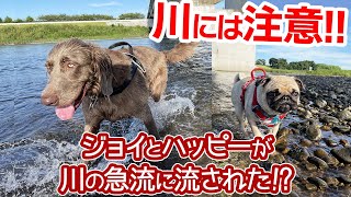 【川には注意】愛犬が急流に流された！？泳ぎが得意なワイマラナーでも夏の川にはご用心！！