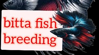 bitta#fish#breeding # 60 bitta oru thottila valakkalama