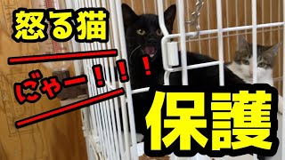 怒る！！猫。４兄妹。さて慣れてくれるかな。