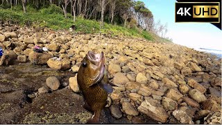 1x Wirrah Cod 1x Salmon 1x Snapper, Durras North Beach Rocks  | Drone Fishing 4K