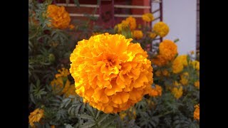 আমার গাঁদা  ফুলের বাগান /A Beautiful Garden of Marigold / How to care \u0026 Grow Marigold