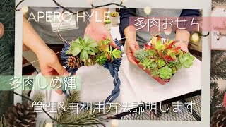 アペロヒューレ【お正月多肉】の取り扱い説明動画