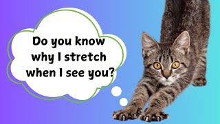 Why Cats Can't Resist Stretching When They See You