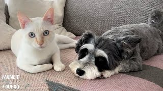 A dog telling a cat \