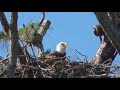 SWFL Eagles 11-12-24. Morning Incubation Switches While Cams Were Offline; + Other Birds & The Herd!