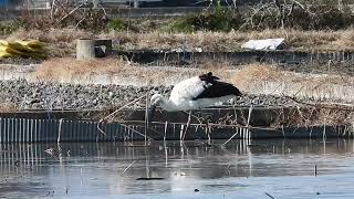 鳴門コウノトリ 2022/02/01 撮影 成長記録 徳島県鳴門市