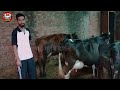 ट्रेनिंग के बाद एक माह पहले शुरू किया 3 गायों का गांव में छोटी डेयरी फार्म small dairy farm bihar