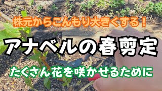 【アナベルの春剪定】お花をたくさん咲かせるための管理・お手入れ！/剪定/肥料/農薬