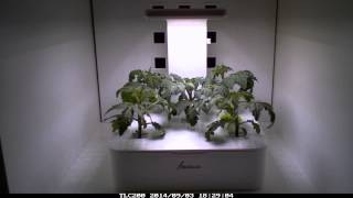 費思科Fesc:l－小農夫 Green Box LED 縮時攝影：水耕番茄