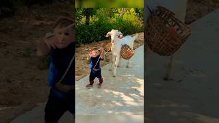 monkey and goat show A funny moments #viral #animalshome #shorts