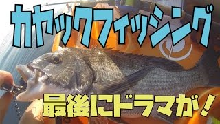 カヤックフィッシングで最後にドラマが！？【カヤックフィッシング】【kayakfishing】【チヌ】