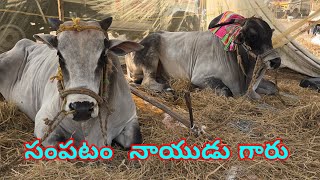 Sampatam Veerabrahmam naidu gari new category bull's uyyandhana in mellachervu