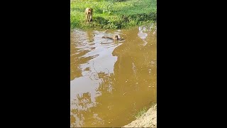 Monkey Playing in the water! #trending #shorts #BanderOnTheLoose #funny #monkey #shortsviral