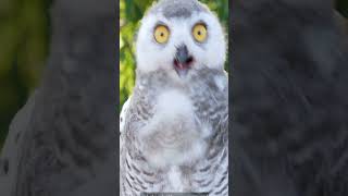 The Wisdom of the Owl: A Journey of Introspection #funny