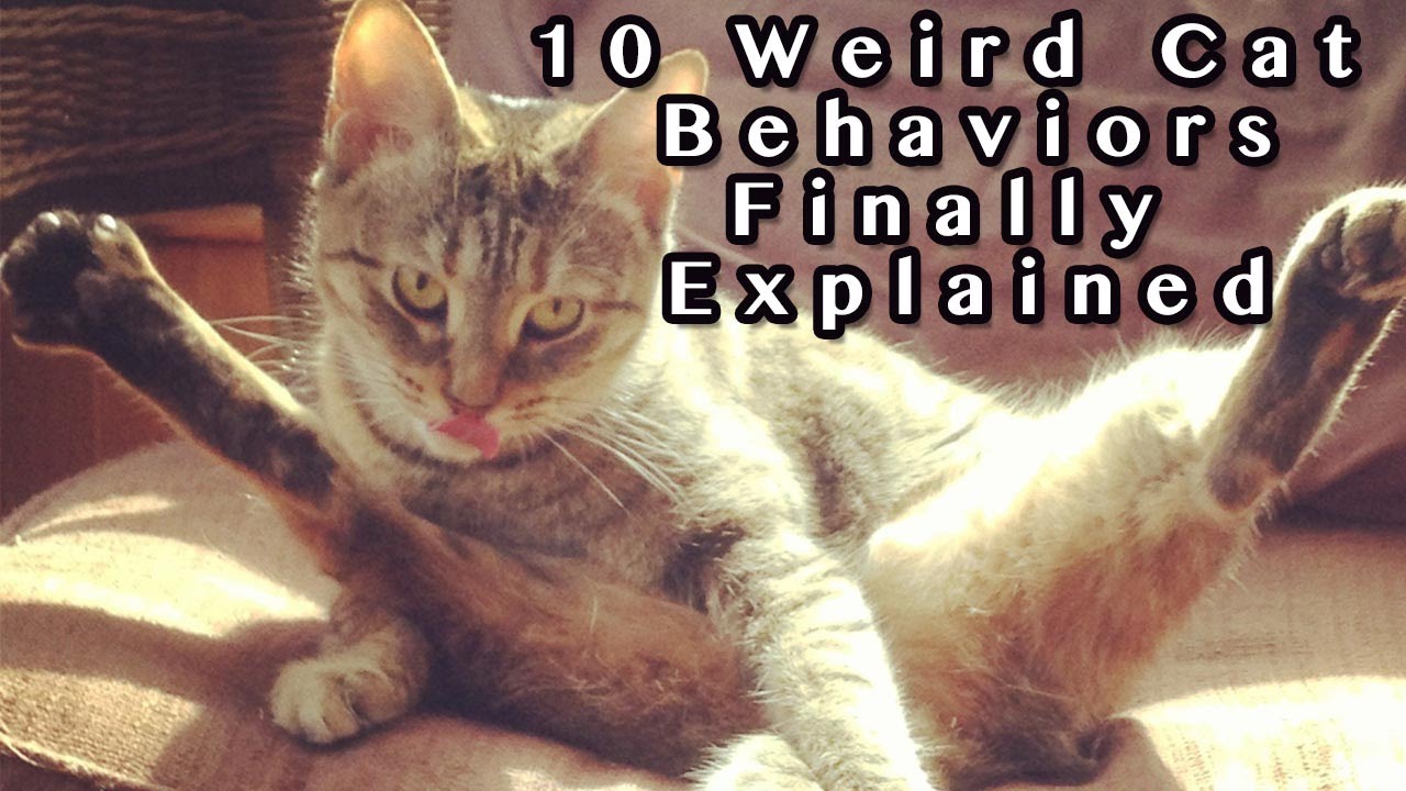 Weird Cat Behavior