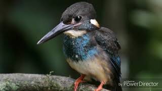 Blue banded Kingfisher