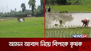 কাঙ্ক্ষিত বৃষ্টি না থাকায় আমন চাষে কৃষকের ভরসা সেচের পানি | Dinajpur Amon | News24