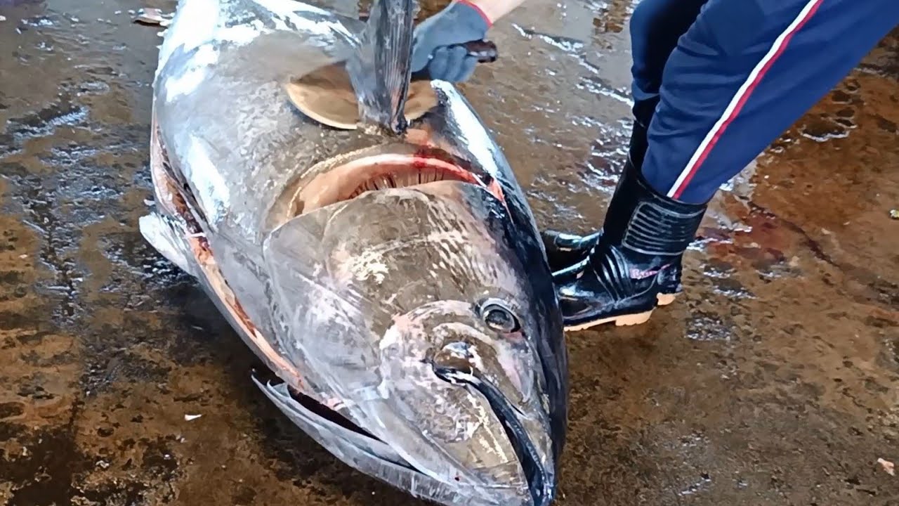 Superb Bluefin Tuna Cutting Skills Youtube