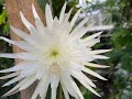 Rare Moonflower Cactus Blooms in the U.K.