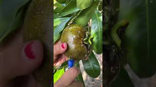 Manfaat Buah Black Sapote #blacksapote