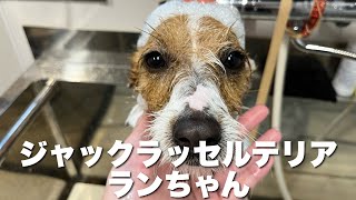 ジャックラッセルテリア　ランちゃん【jack russell terrier】