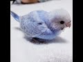 セキセイインコの歌