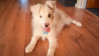 Ollie the Blue Merle Border Collie Turns One!